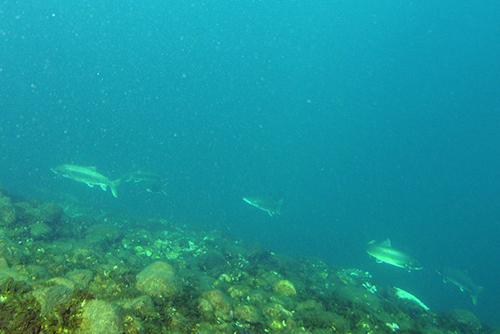 Lake trout on a spawning reef